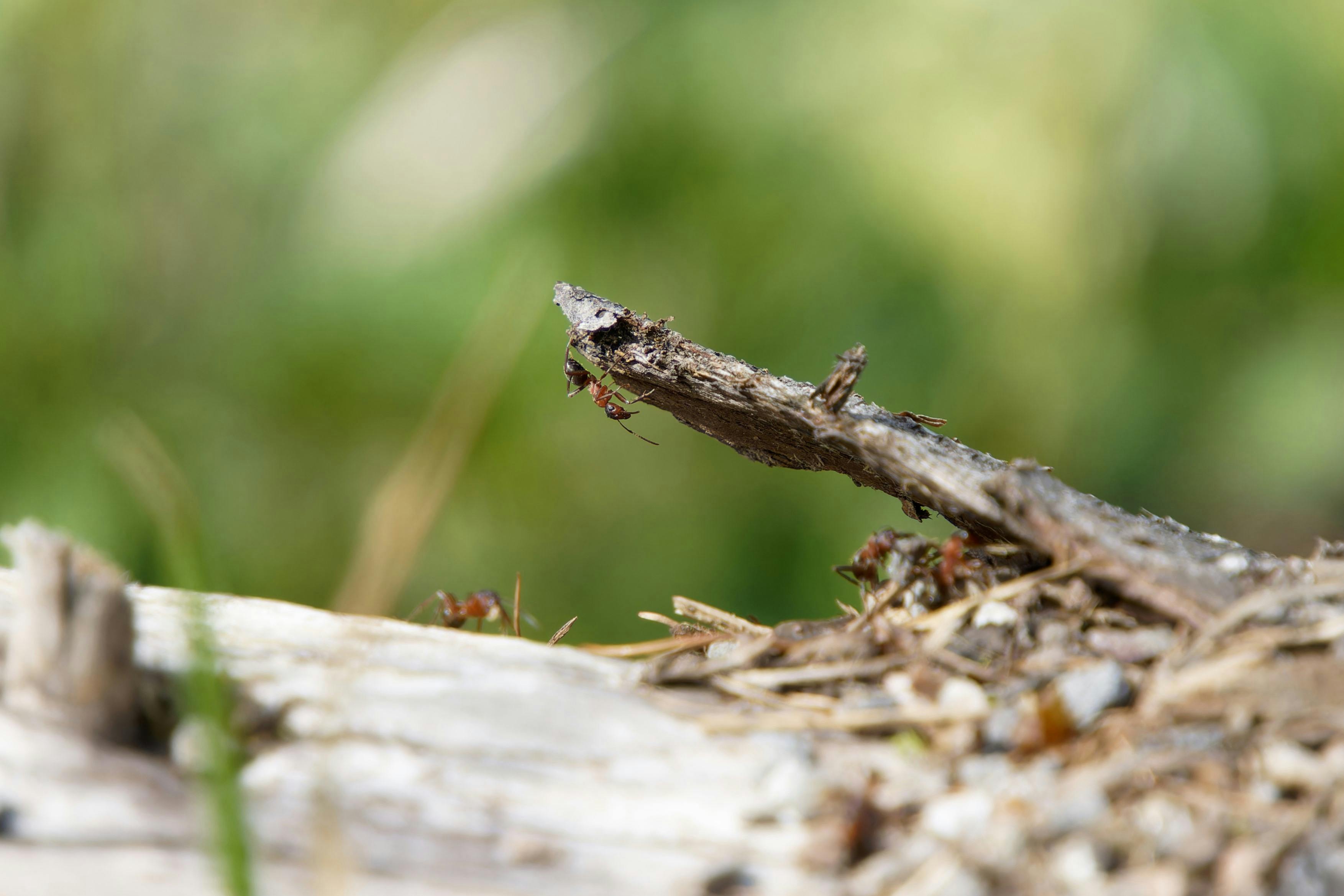 Ant Control