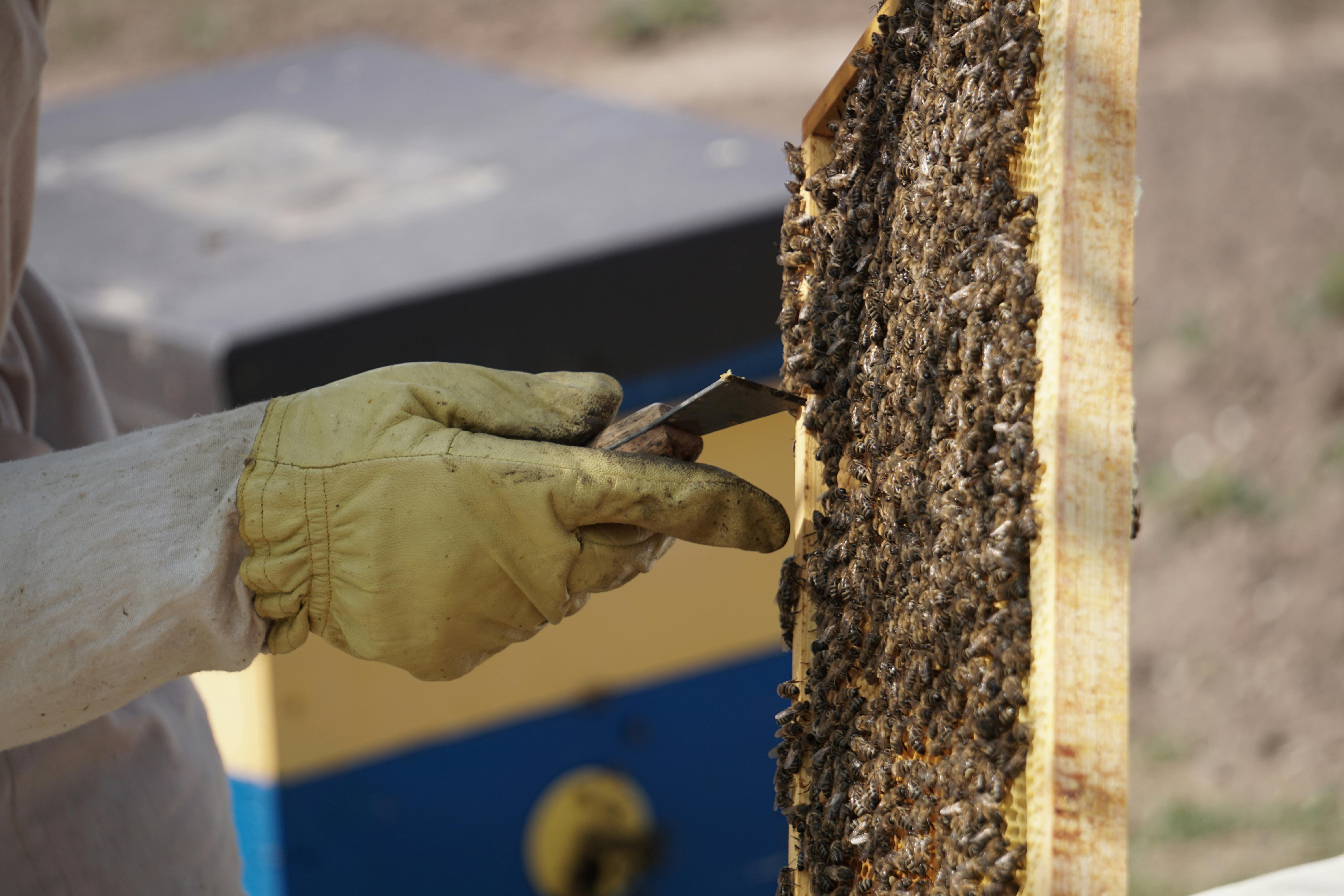 Bee Removal