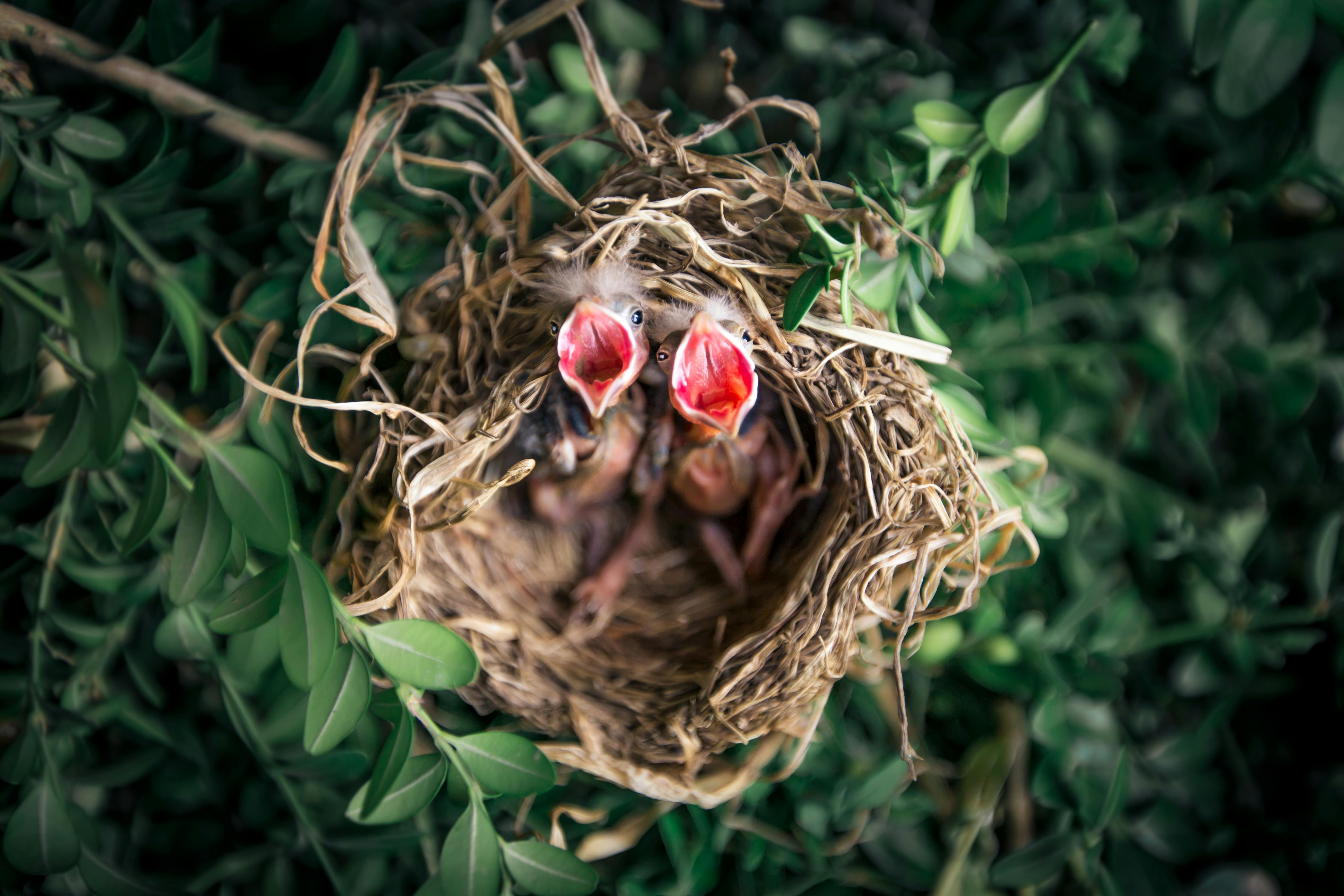 Bird Control