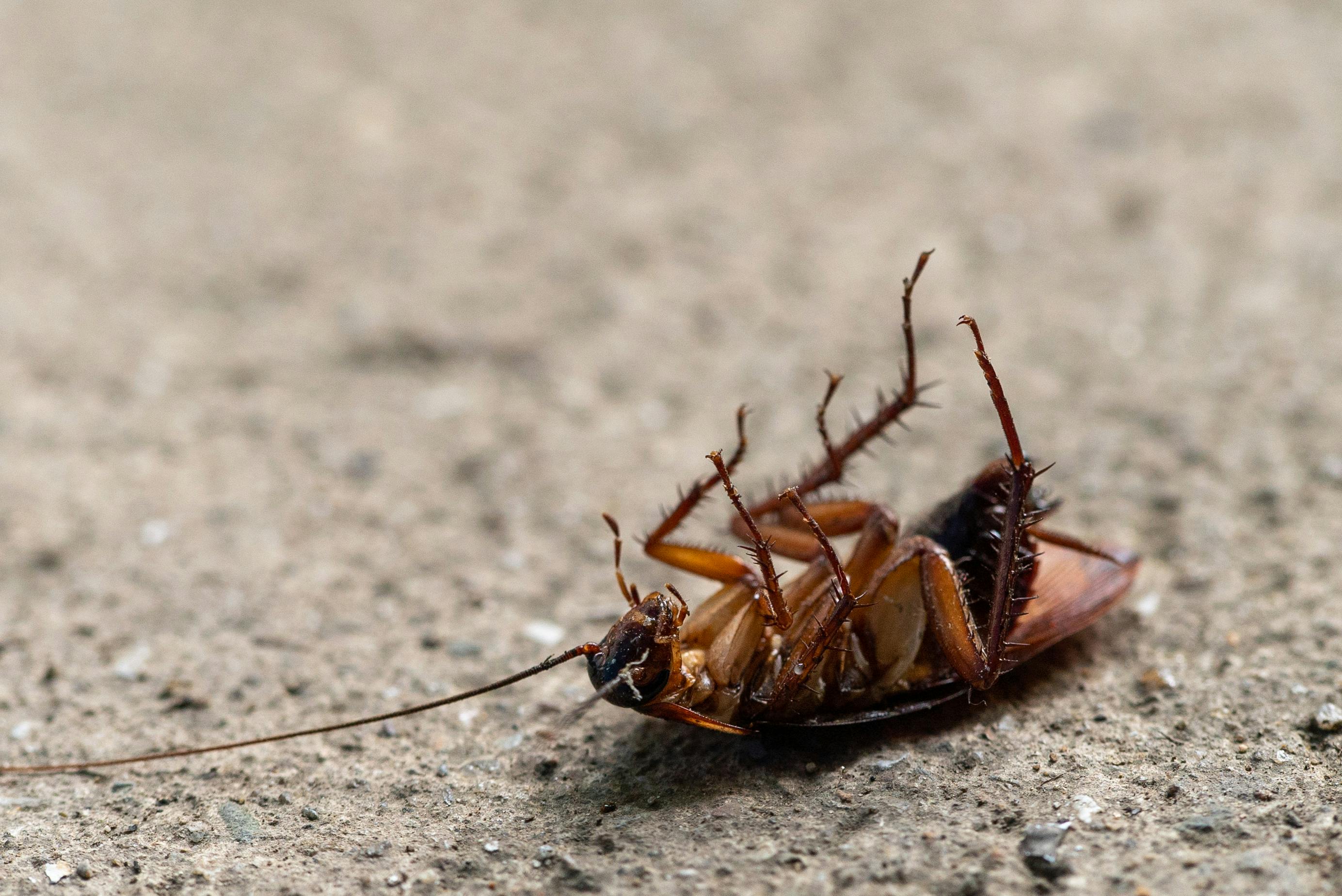Cockroach Control