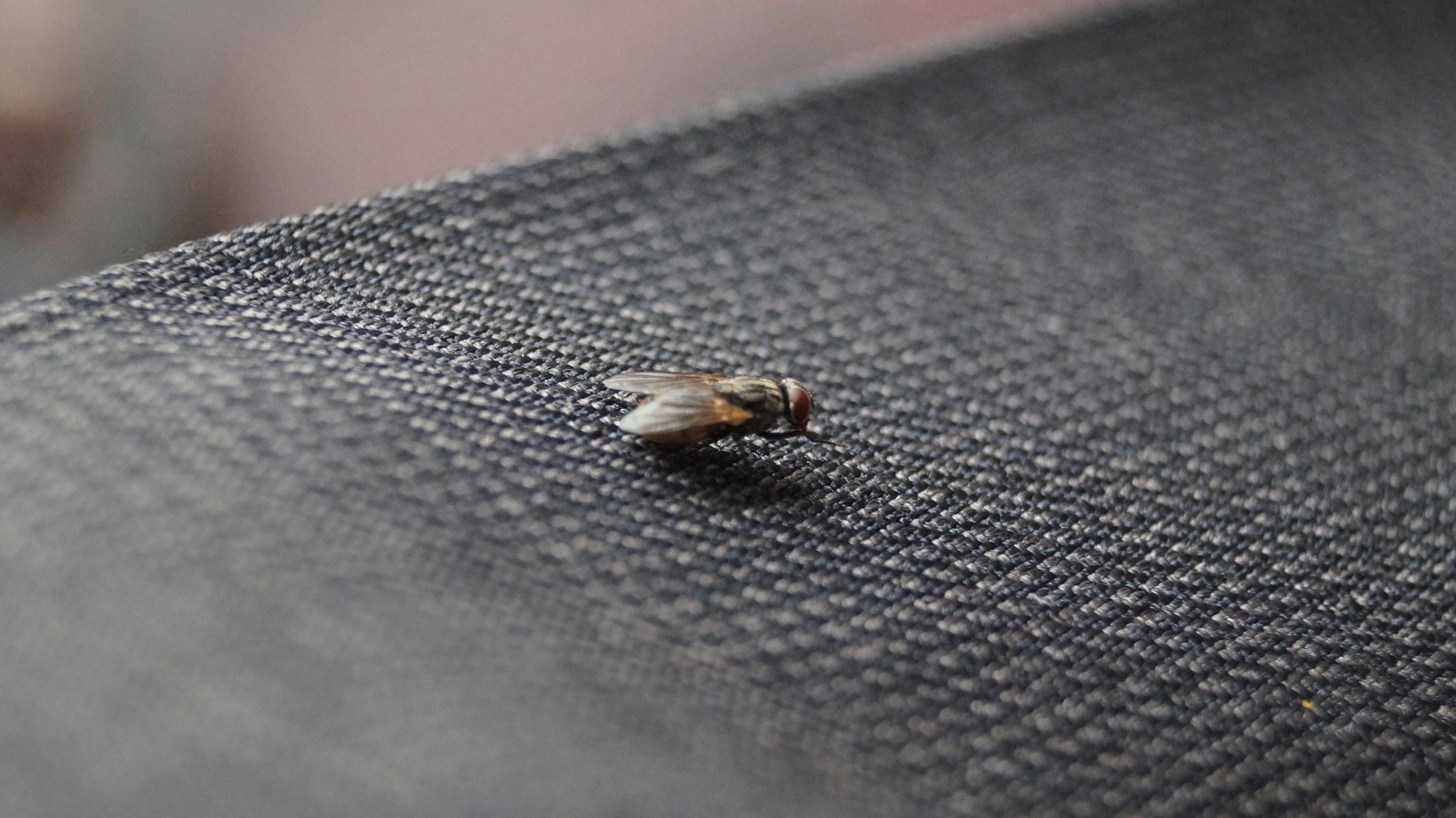 Housefly Control