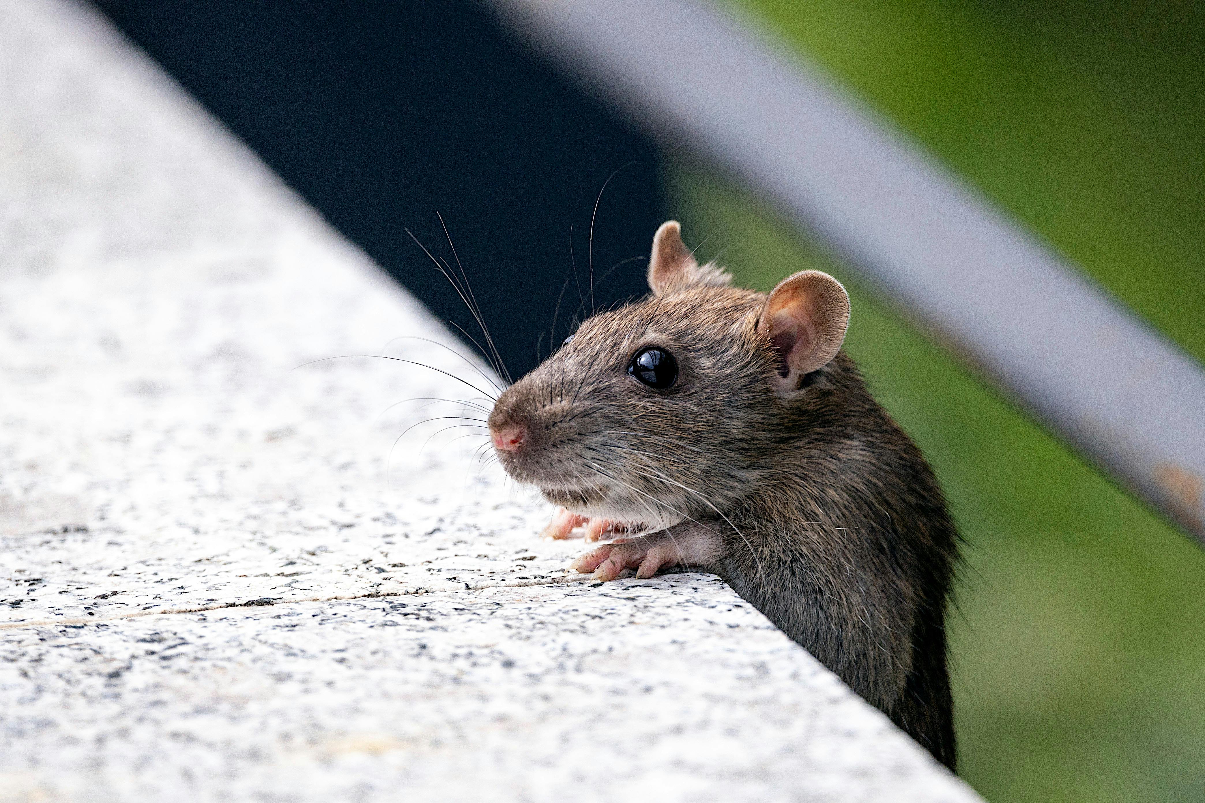 Mice Control