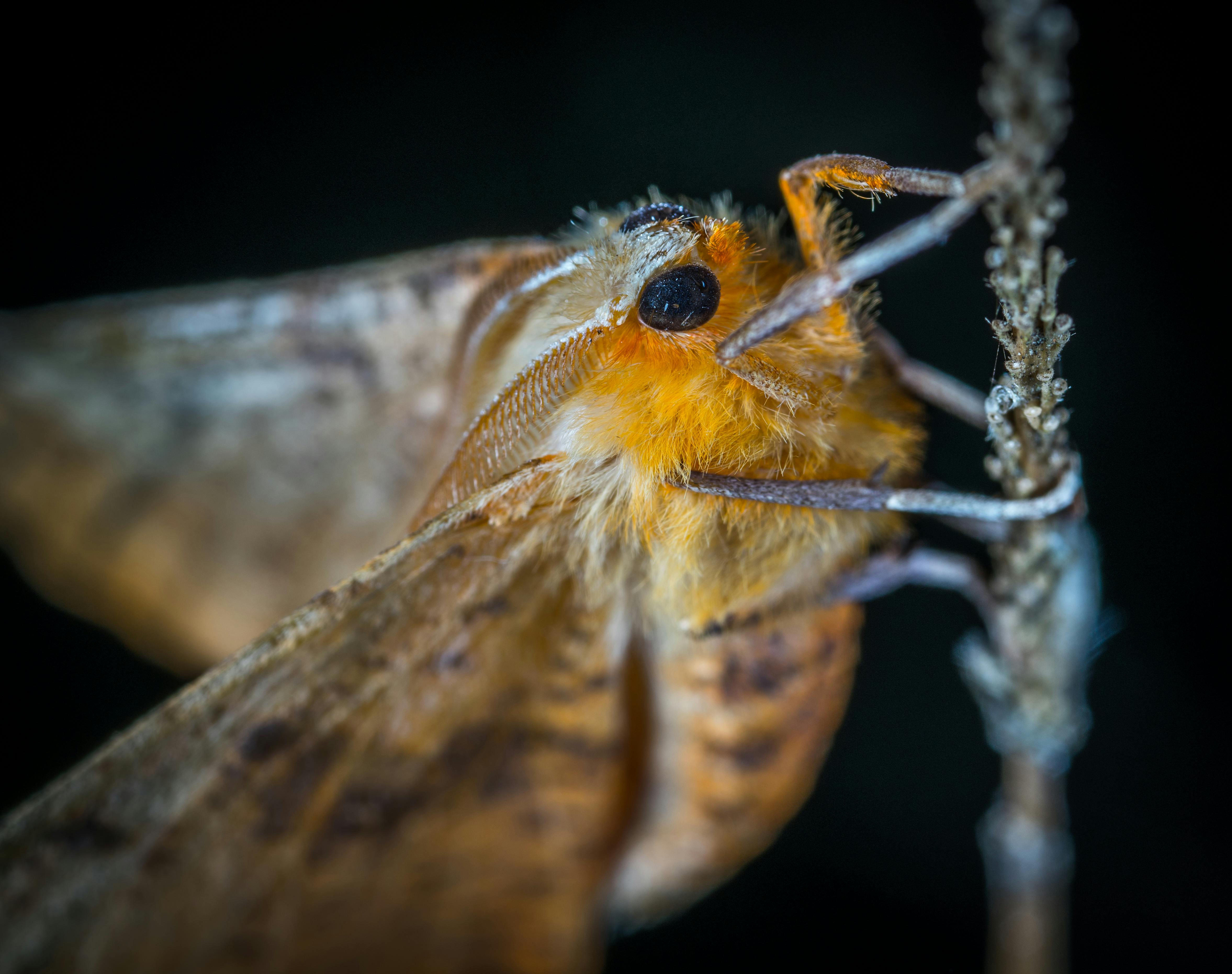 Moth Treatment