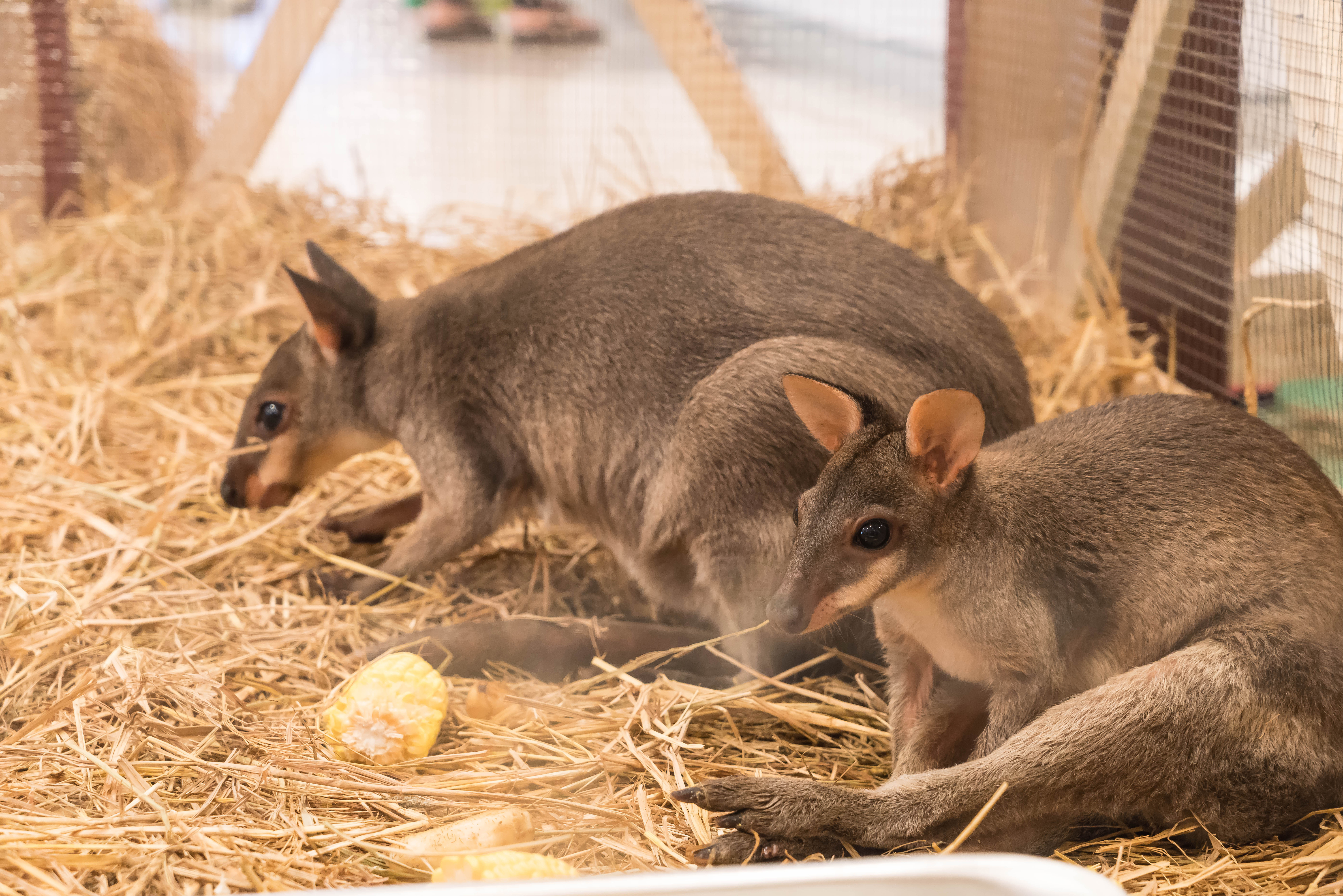 Possum Control